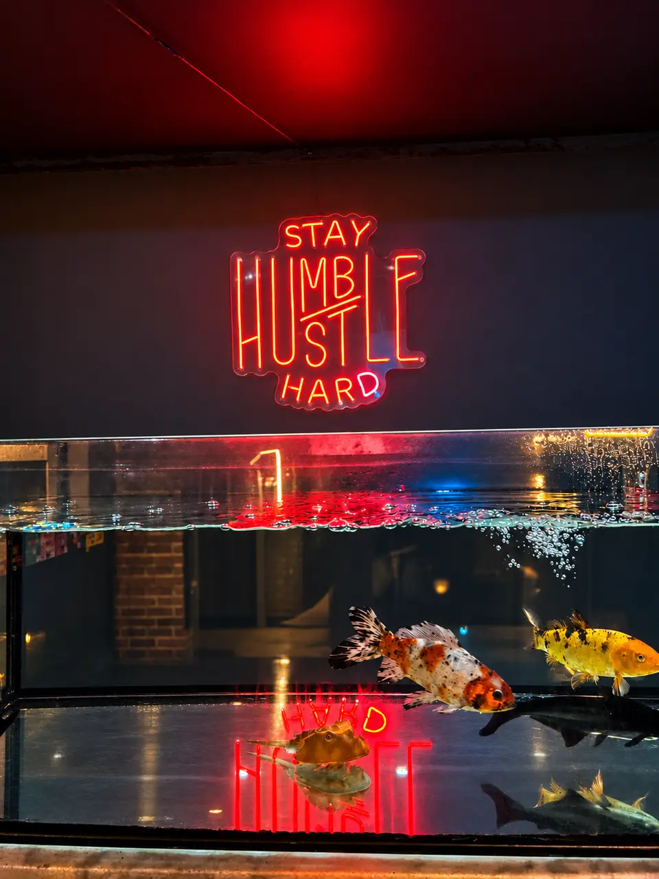 أسماك كوي تسبح في أكواريوم النادي، ولافتة Stay Humble Hustle Hard الحمراء تنعكس على الماء